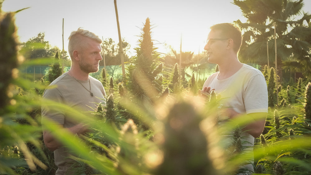 RawOrganicsin luonnonmukainen kannabisfarmi