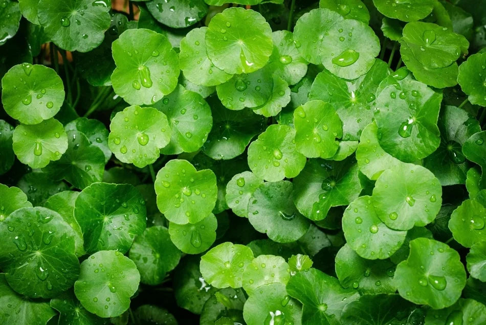 gotu-kola-1.webp