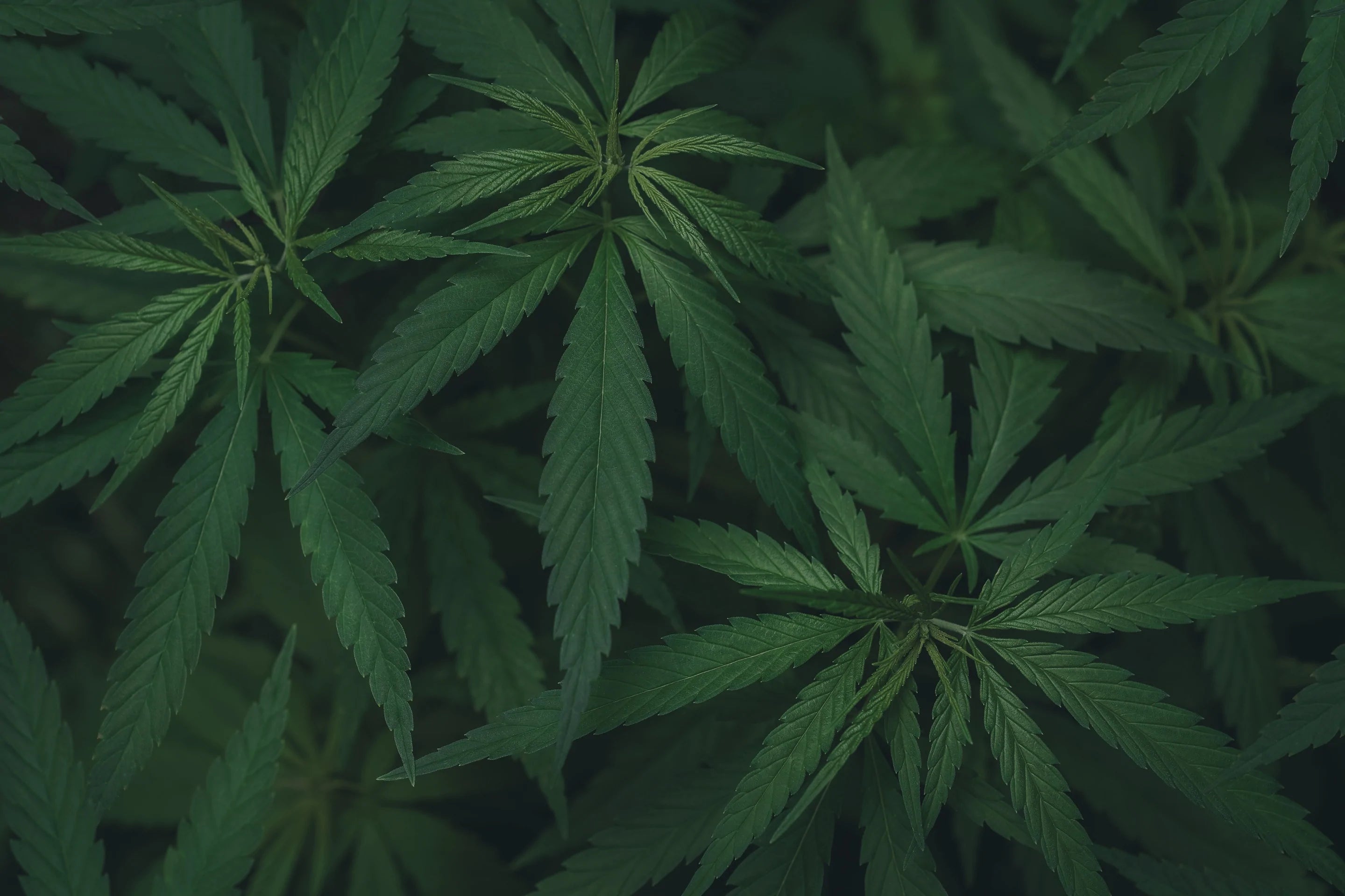luonnonmukainen kannabiskasvi